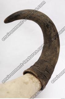 skull antler 0015